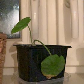 Photo of the plant species Dragon Scales by @CreativeBasil named Shakira on Greg, the plant care app