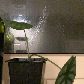 Photo of the plant species Dragon Scales by @CreativeBasil named Pax on Greg, the plant care app