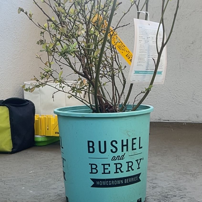 Photo of the plant species Pink Icing Blueberry by @SunnyRose named Surya on Greg, the plant care app