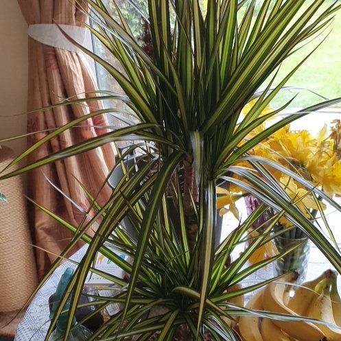 Photo of the plant species Kiwi Dracaena by @BabyColocynth named McKinley on Greg, the plant care app