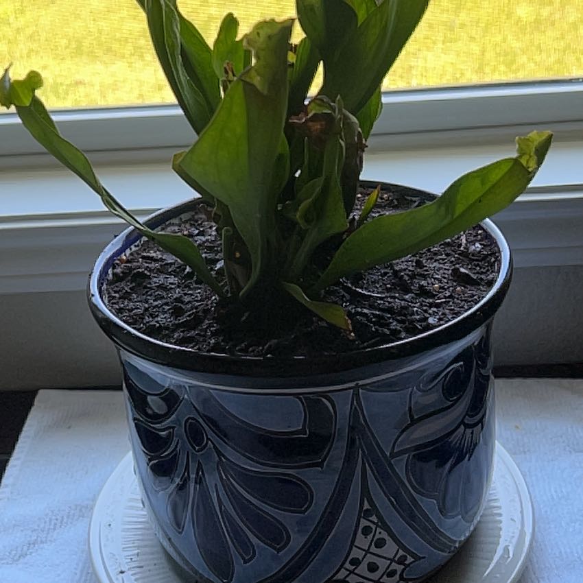 Photo of the plant species Green pitcher plant by @SugarBiglaurel named Muhammad Ali on Greg, the plant care app