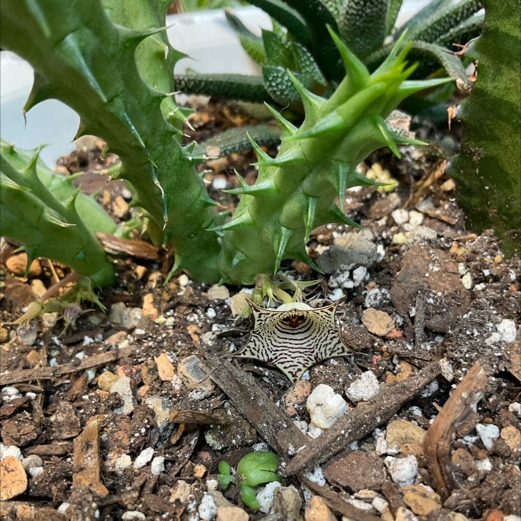 Photo of the plant species Huernia Hybrid by @Arid_oasis named Gates (H. Zebrina) on Greg, the plant care app