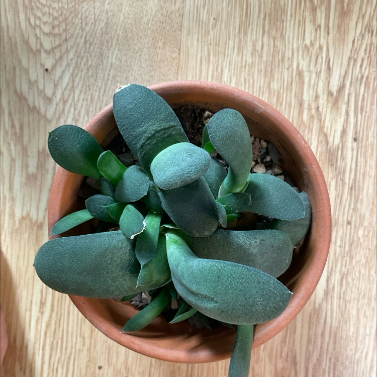 Photo of the plant species Kouga Gasteria by @Arid_oasis named Sigmund on Greg, the plant care app