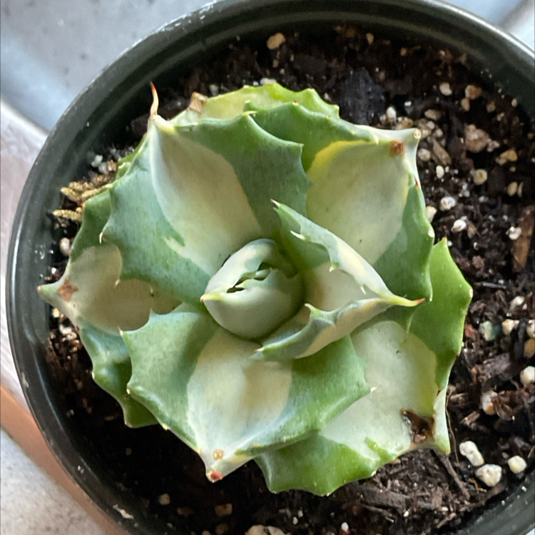 Photo of the plant species Variegated Dwarf Butterfly Agave by @Arid_oasis named Naomi on Greg, the plant care app