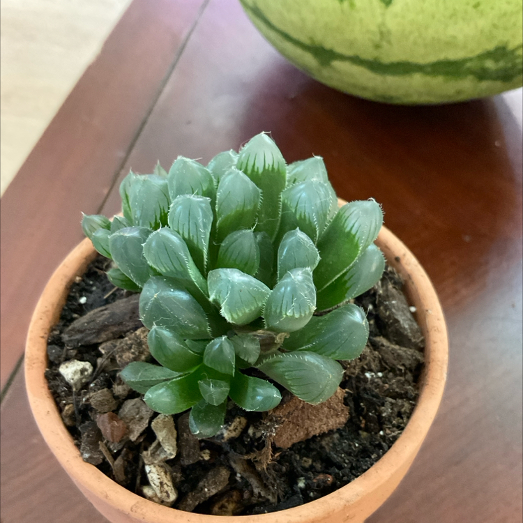 Photo of the plant species Unknown by @Arid_oasis named Drake Harworthia Monilaria (rare) on Greg, the plant care app