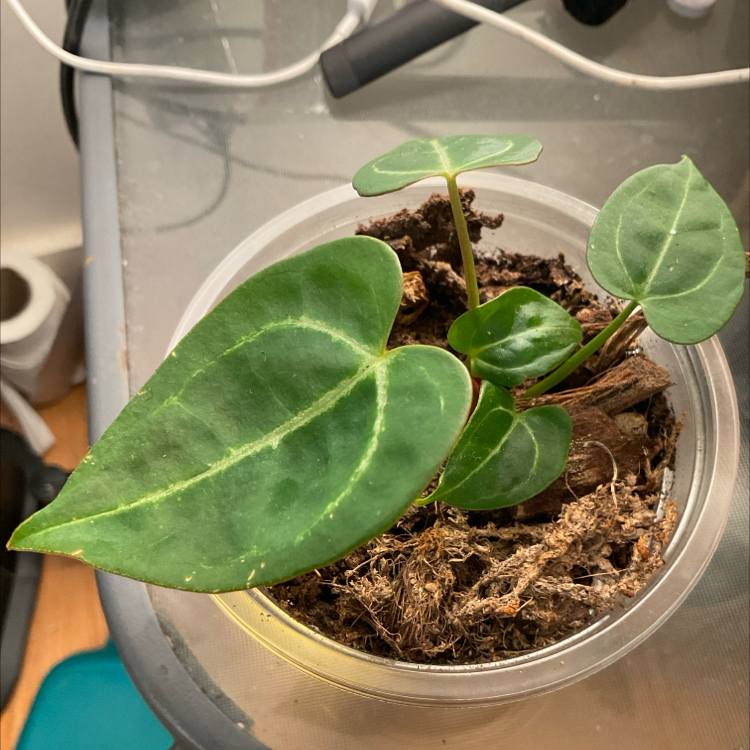 Photo of the plant species Anthurium Crystallinum 'Red' by @Arid_oasis named Sol (dark form) on Greg, the plant care app