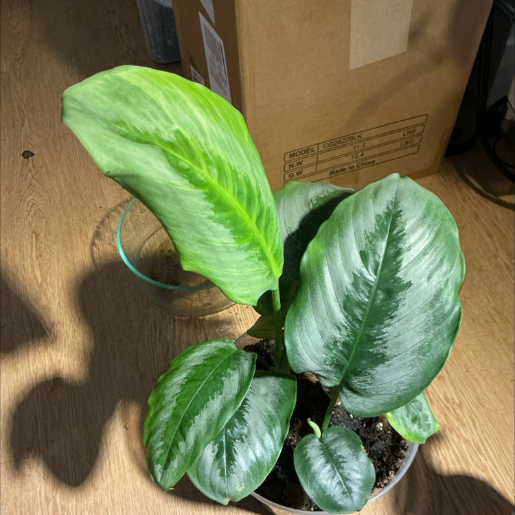 Photo of the plant species Silver Form by @Arid_oasis named Kobe {Schismatoglottis (Borneo silver)} on Greg, the plant care app