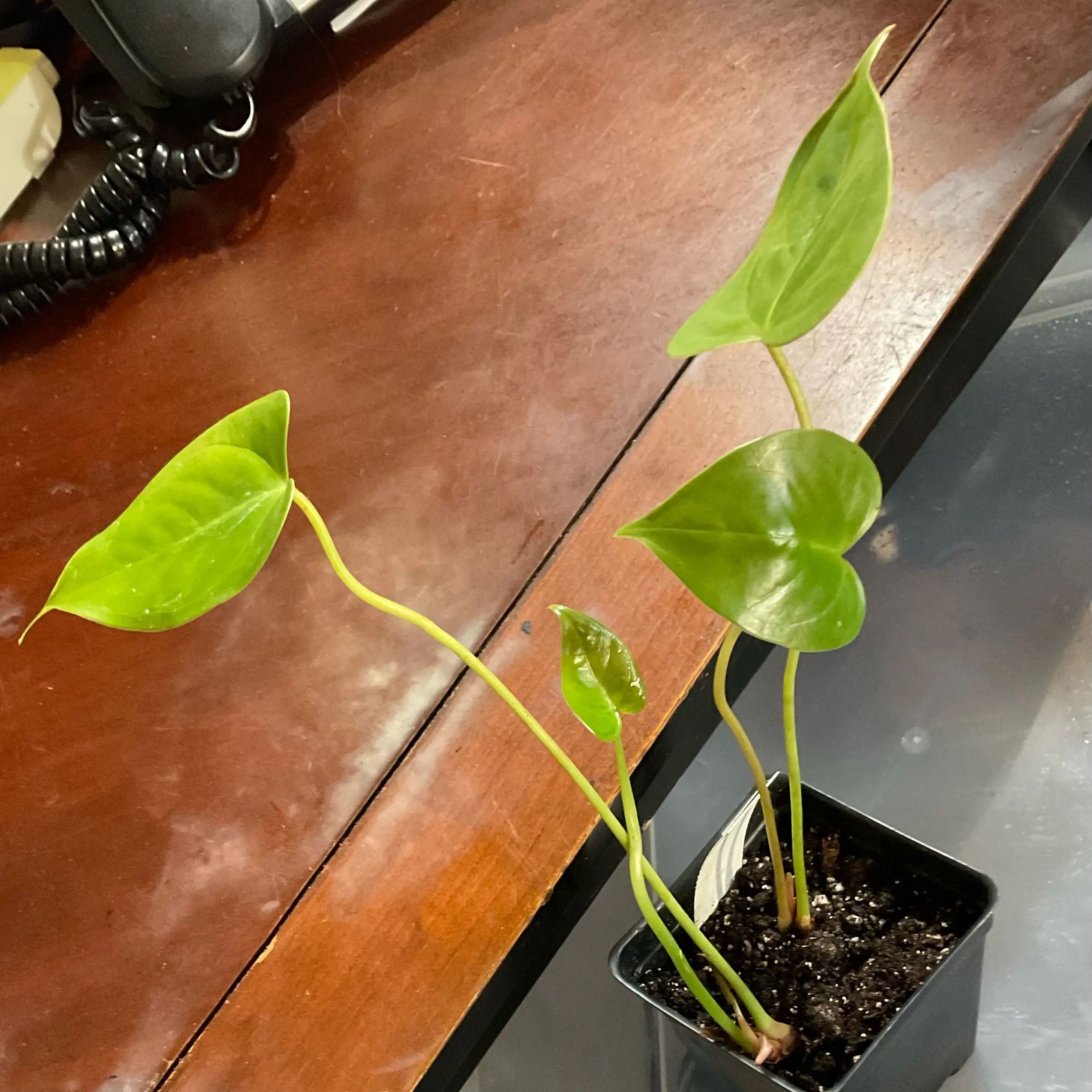 Photo of the plant species Anthurium White Heart by @Arid_oasis named Clooney on Greg, the plant care app