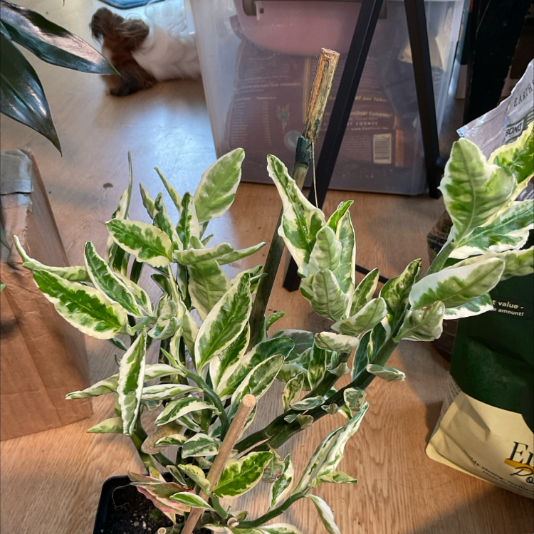 Photo of the plant species Pedilanthus tithymaloides 'Variegata' by @Arid_oasis named Scarlett on Greg, the plant care app