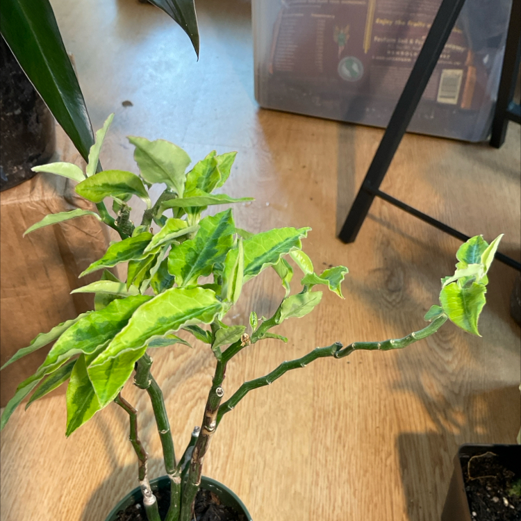 Photo of the plant species Pedilanthus tithymaloides 'Variegata' by @Arid_oasis named Clooney on Greg, the plant care app