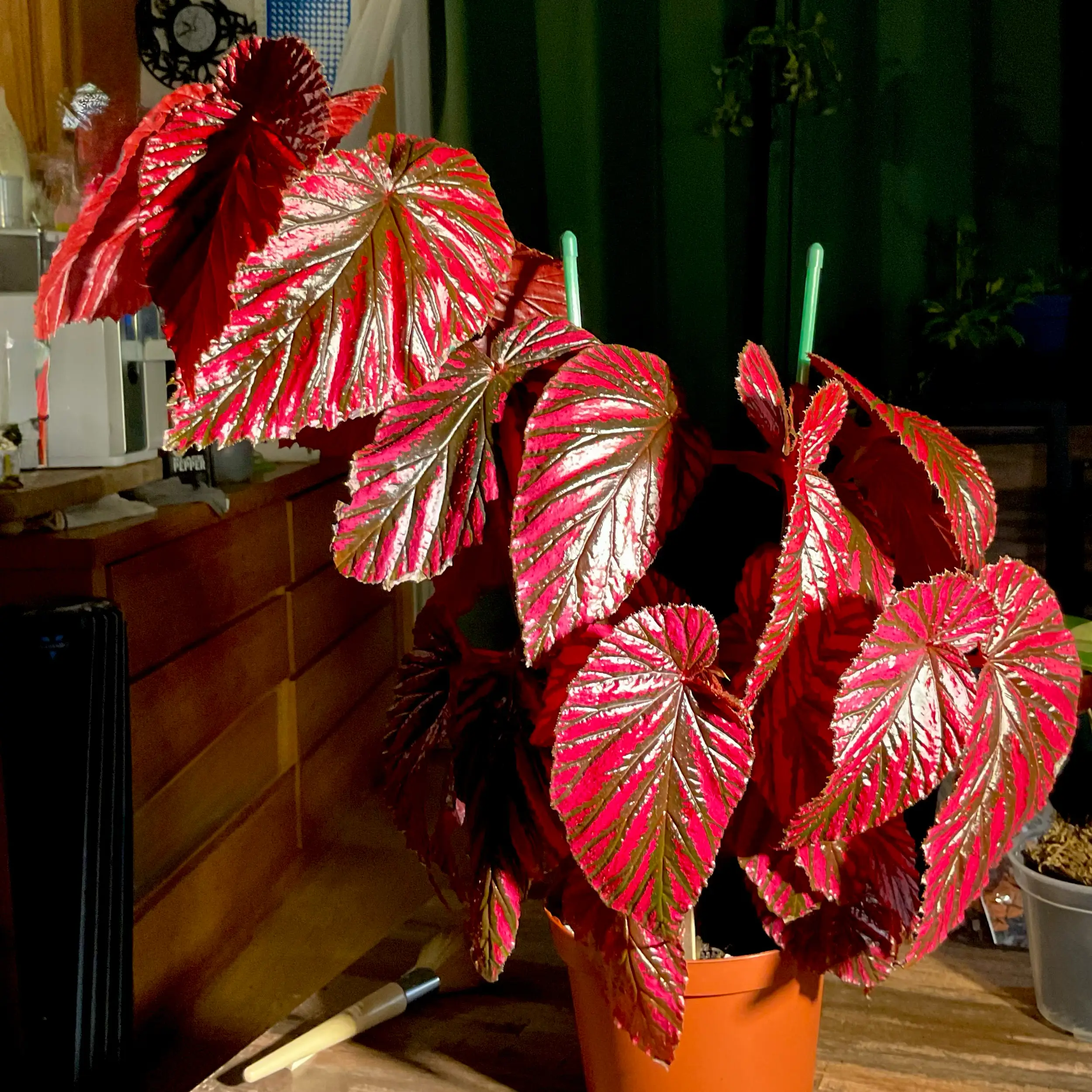 Photo of the plant species Begonia brevirimosa subsp. brevirimosa by @Arid_oasis named Elina on Greg, the plant care app