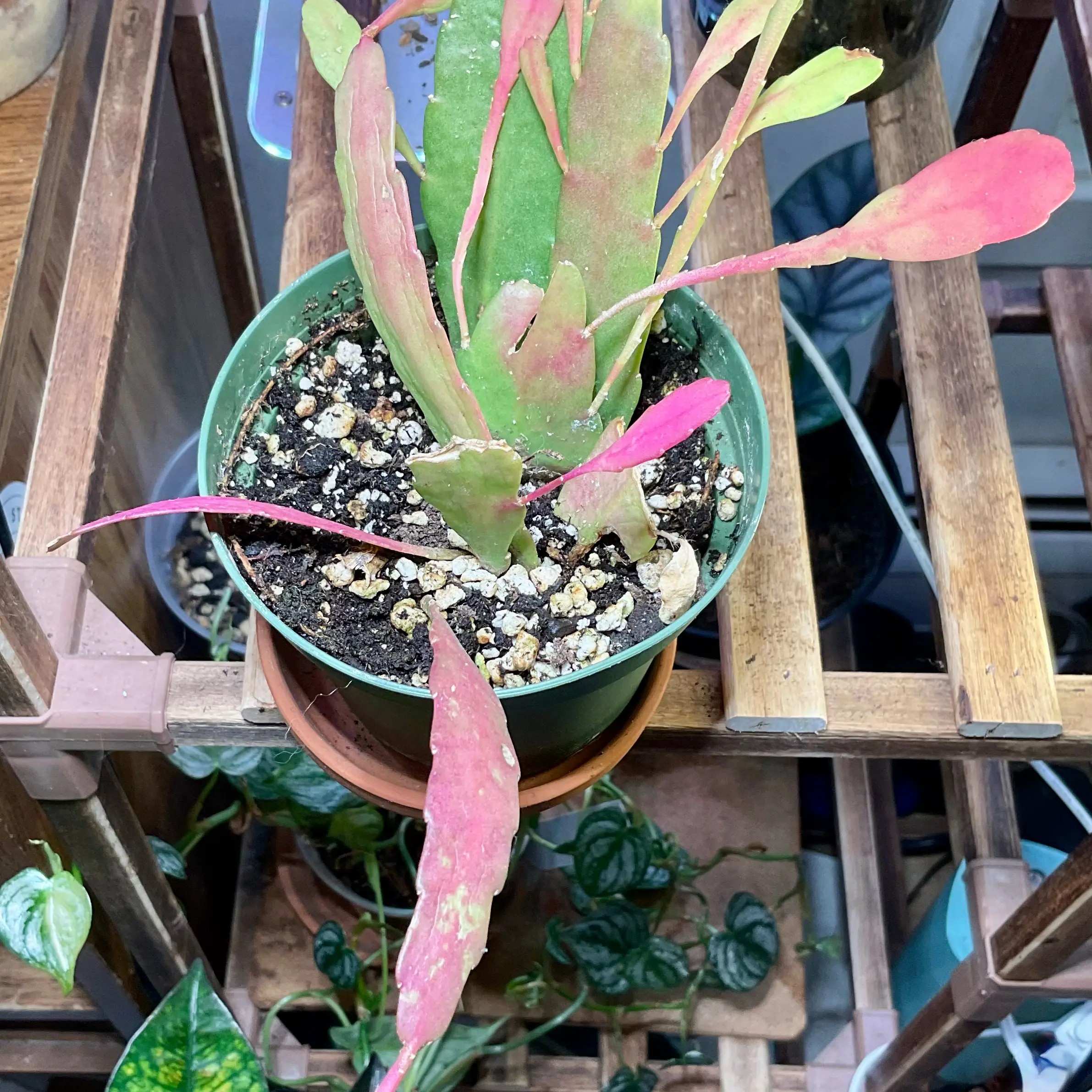 Photo of the plant species Rhipsalis Red Coral by @Arid_oasis named Lebron (pseudorhipsalis ramulosa) on Greg, the plant care app