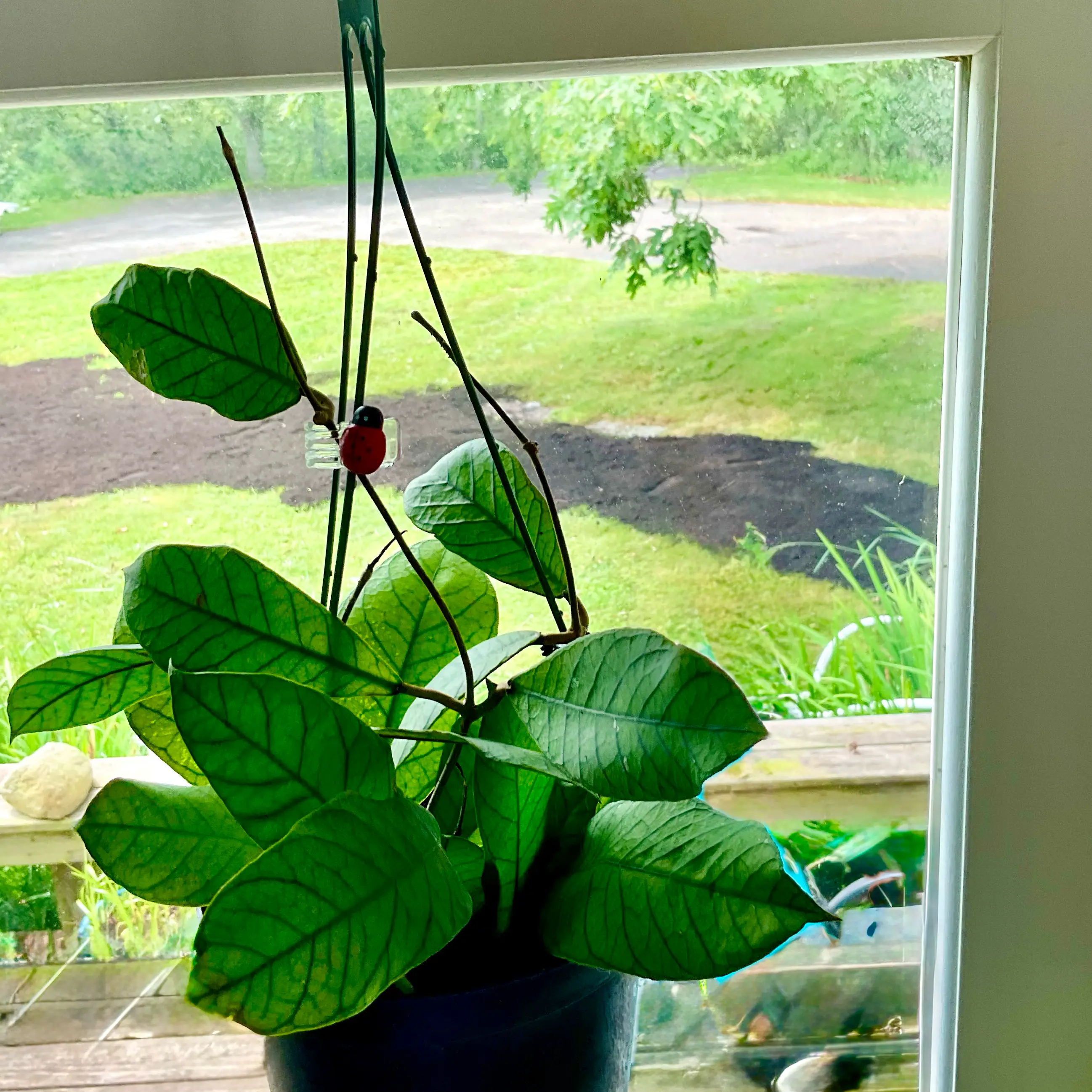 Photo of the plant species Hoya Sabah by @Arid_oasis named Gobi on Greg, the plant care app