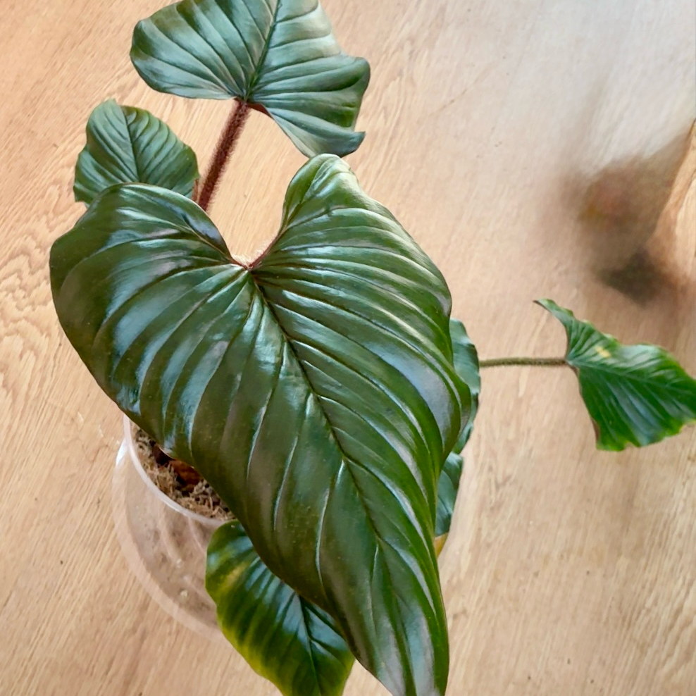 Photo of the plant species Philodendron squamicaule by @Arid_oasis named Oscar on Greg, the plant care app