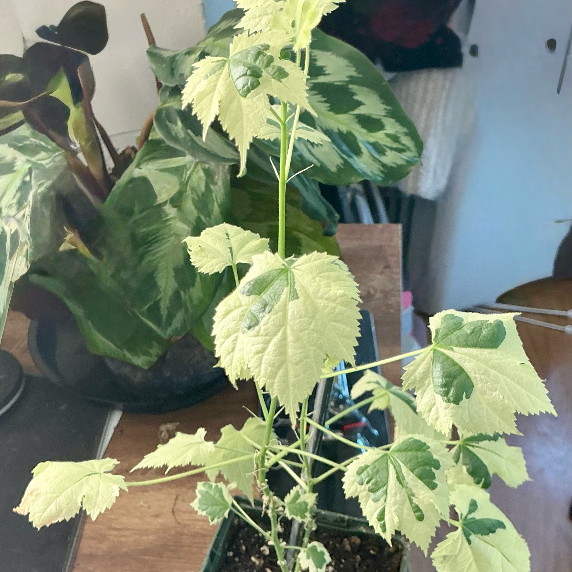 Photo of the plant species Flowering Maple by @Arid_oasis named Maya (Abulitum savinzii variegated) on Greg, the plant care app