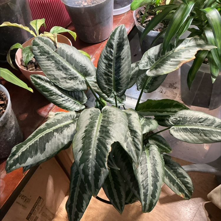 Photo of the plant species Hainan Schismatoglottis by @Arid_oasis named Rainier beer on Greg, the plant care app