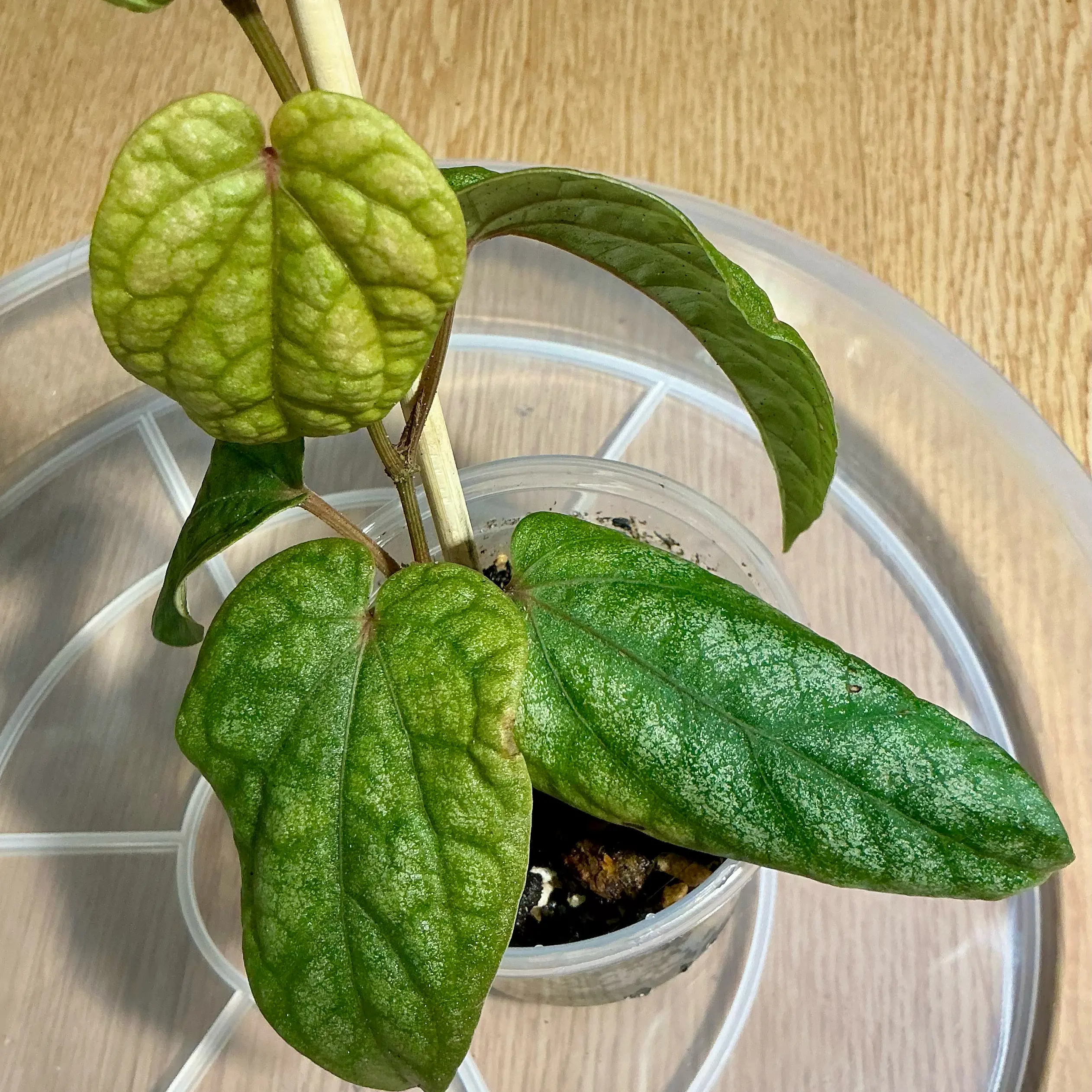 Photo of the plant species Variegated Kawakawa by @Arid_oasis named Lola on Greg, the plant care app