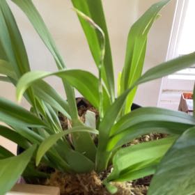 Photo of the plant species Odontocidium Catatante 'Pacific Sun Spots' by @Arid_oasis named Emerson on Greg, the plant care app