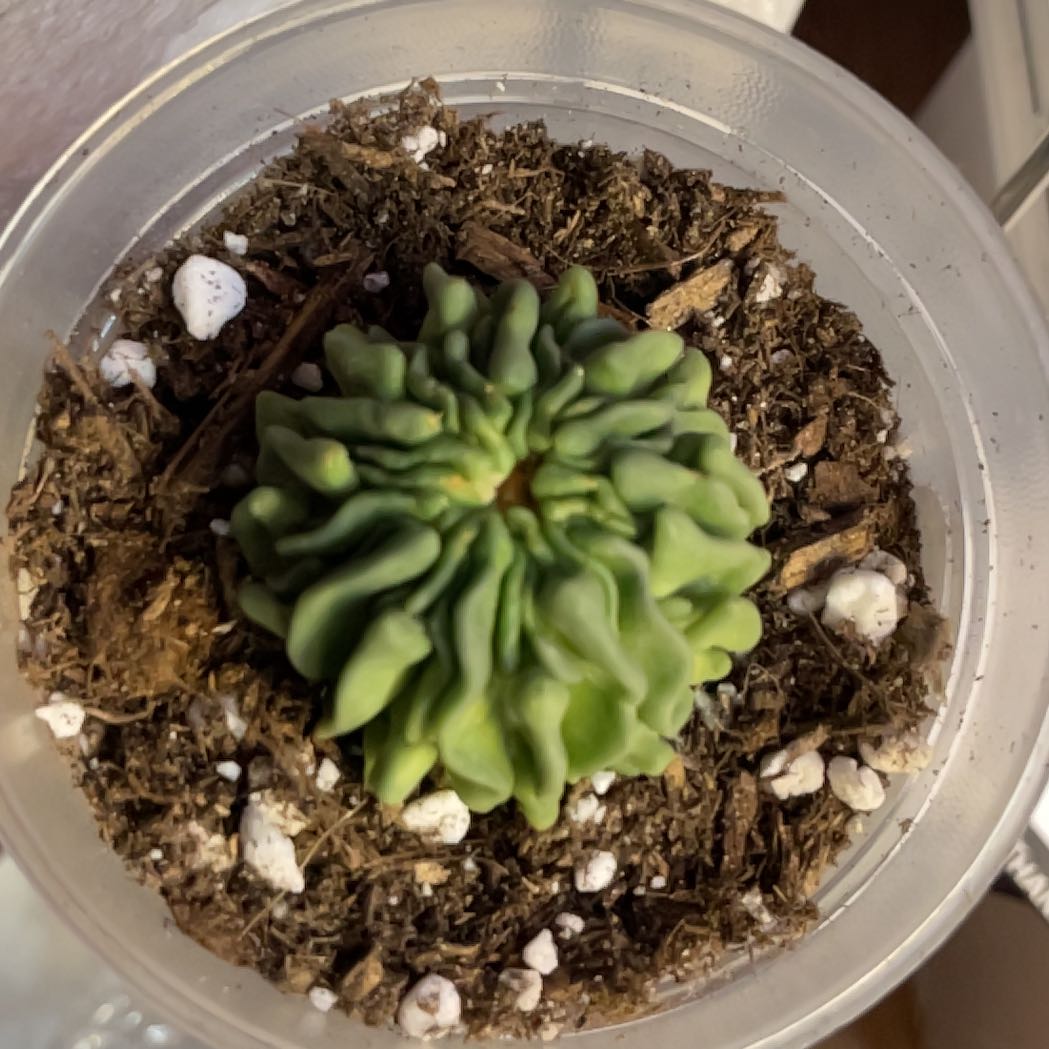 Plant care for Monstrose Echinofossulocactus on Greg, the plant care app