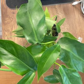 Photo of the plant species Philodendron renauxii by @Arid_oasis named Sherlock (Trouble 2night P renauxii x radiatum) on Greg, the plant care app