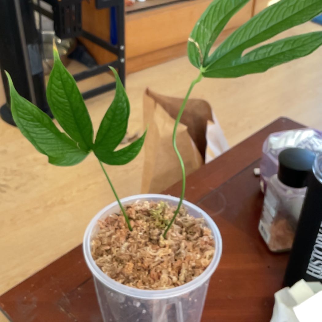 Photo of the plant species Anthurium Medusa by @Arid_oasis named Homer Simpson on Greg, the plant care app