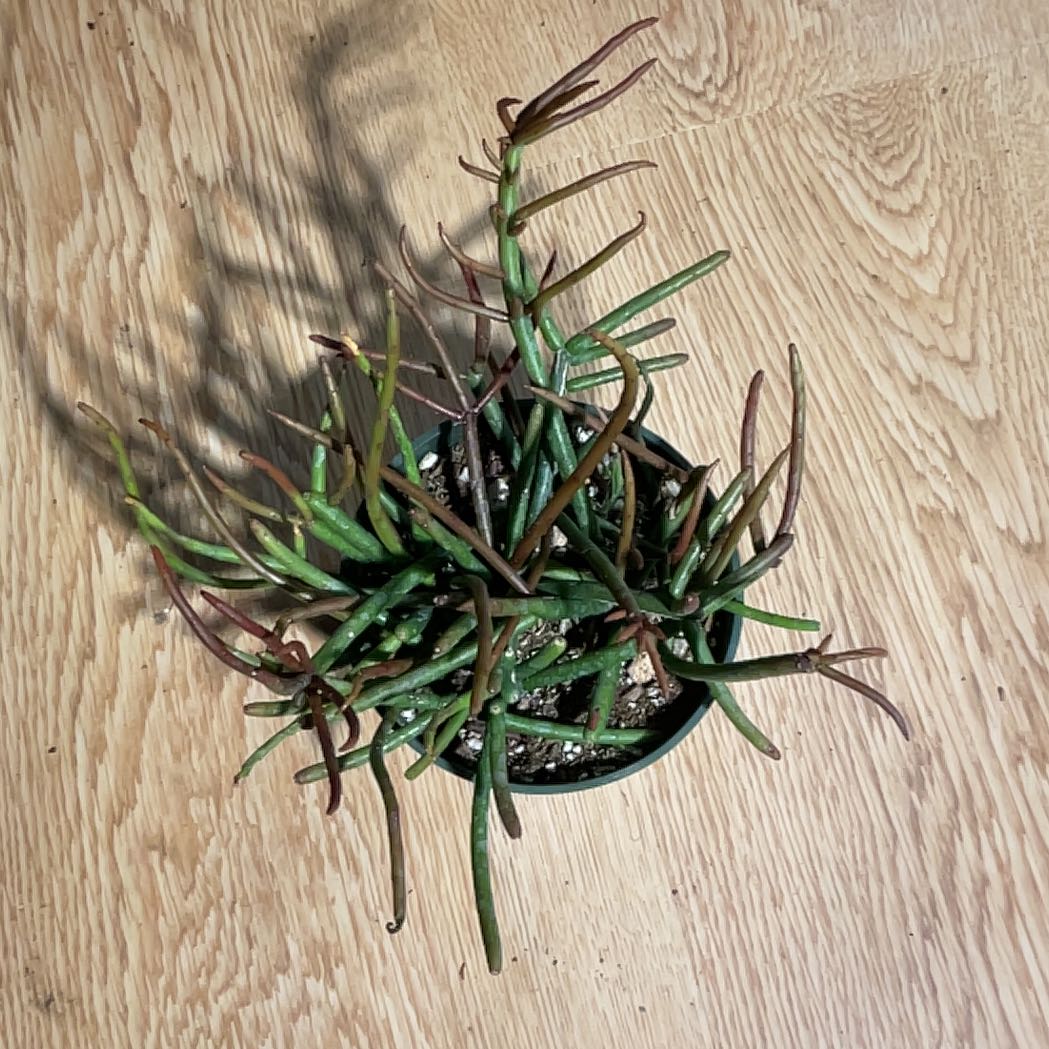 Photo of the plant species Quill-like Wickerware Cactus by @Arid_oasis named James Dean (Rhipsalis baccifera ssp Mauritians) on Greg, the plant care app