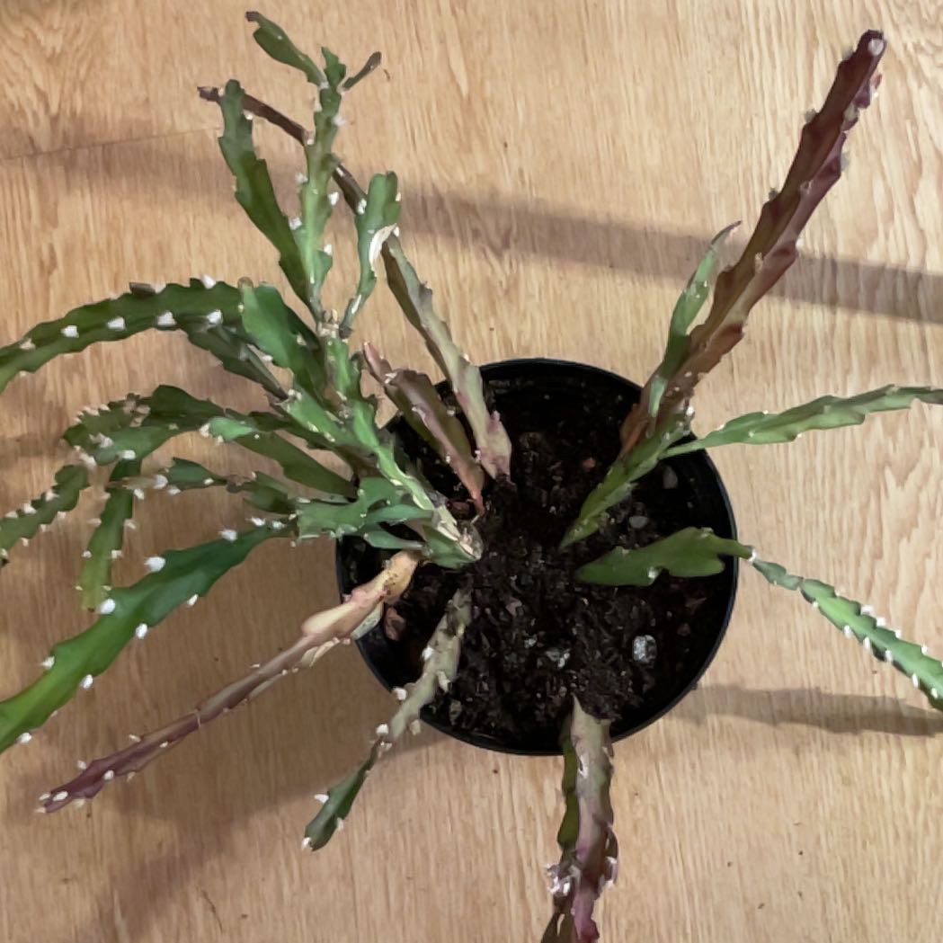 Photo of the plant species Lepismium cruciforme by @Arid_oasis named Fernie Saunders da man on Greg, the plant care app