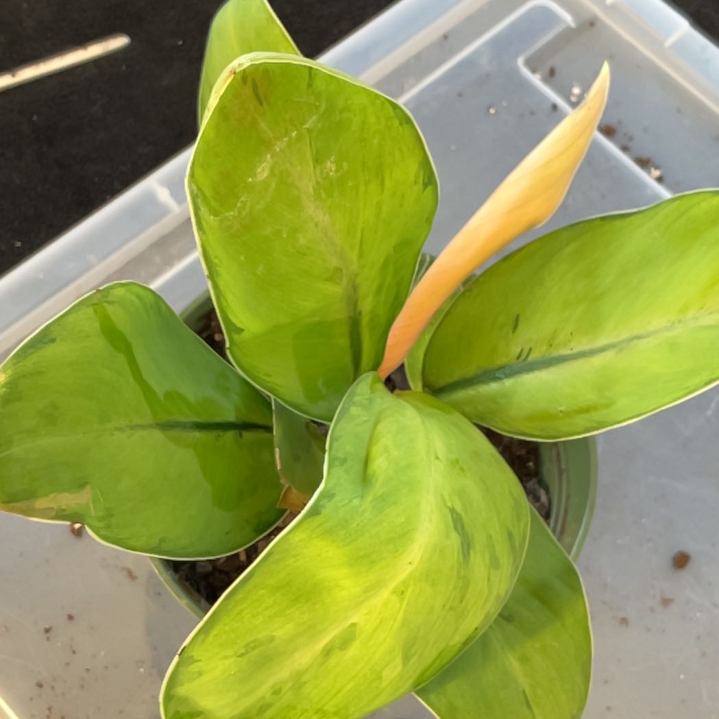 Photo of the plant species Emerald Gem by @Arid_oasis named Figyonce Fave ( Homalomena Shelby) on Greg, the plant care app