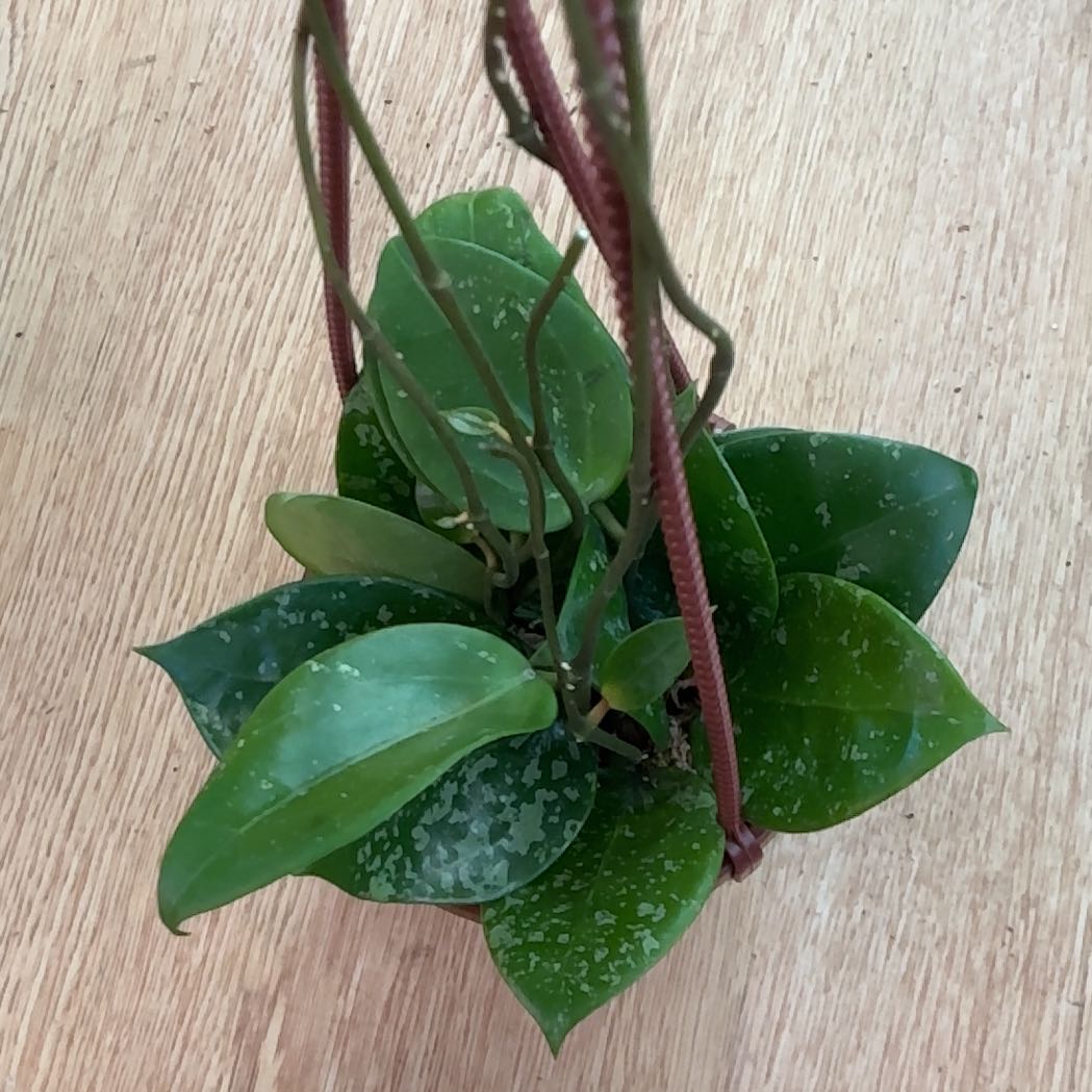 Photo of the plant species Hoya parasitica Splash by @Arid_oasis named Bodhi on Greg, the plant care app