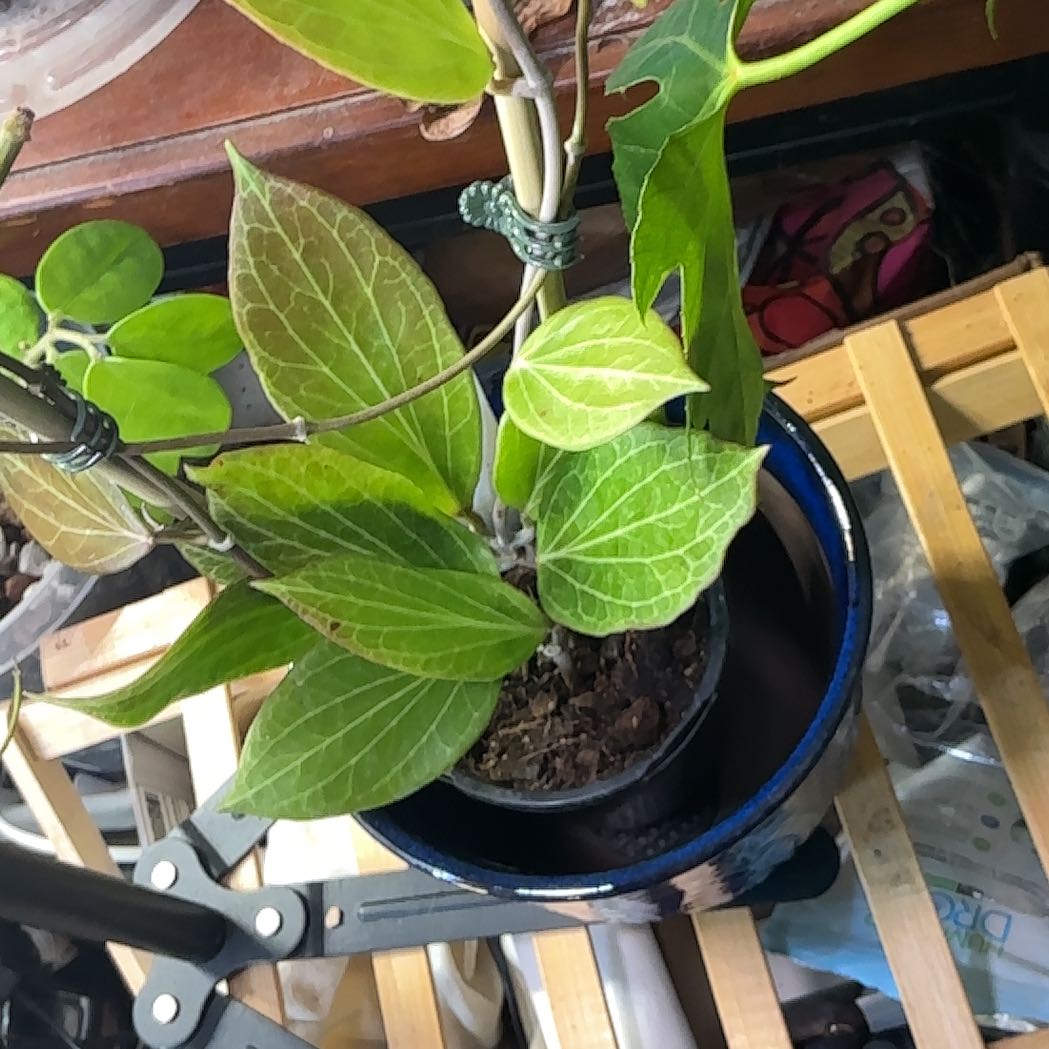 Photo of the plant species New Guinea Ghost Hoya by @Arid_oasis named Girlfrond (fka hellwigiana) on Greg, the plant care app