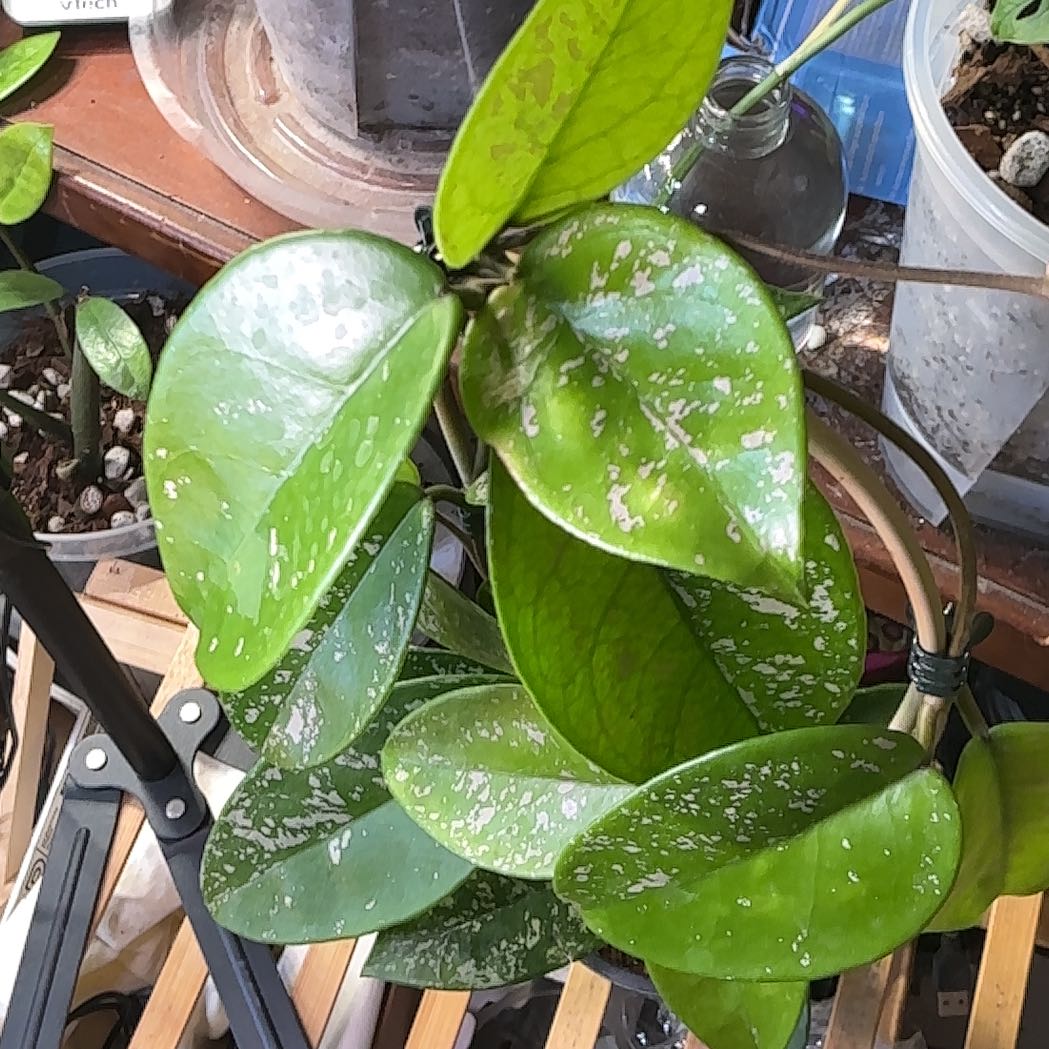 Photo of the plant species Hoya dasyantha by @Arid_oasis named Duke on Greg, the plant care app