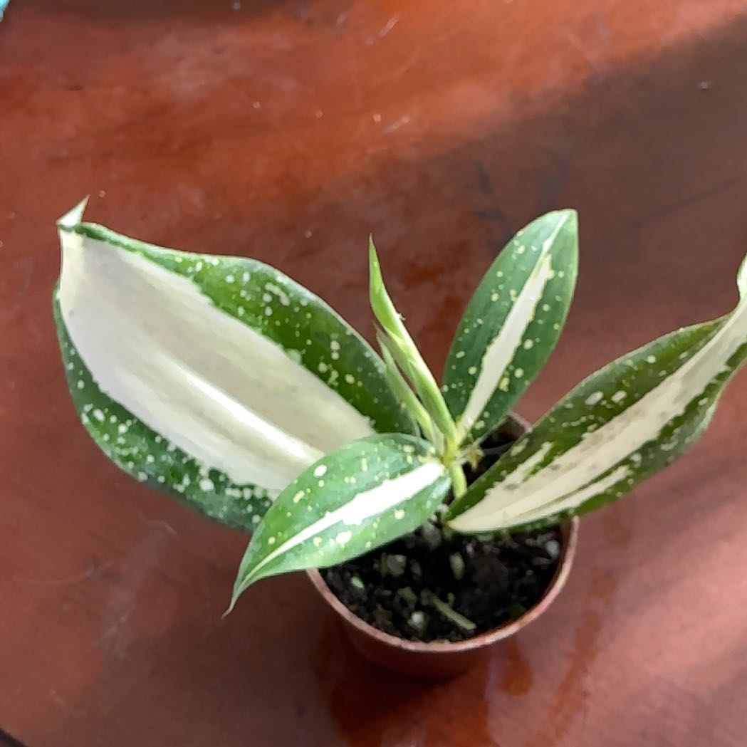 Photo of the plant species Dracaena 'Milky Way' by @Arid_oasis named Dolores on Greg, the plant care app