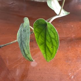 Photo of the plant species Variegated Kawakawa by @Arid_oasis named Lola on Greg, the plant care app