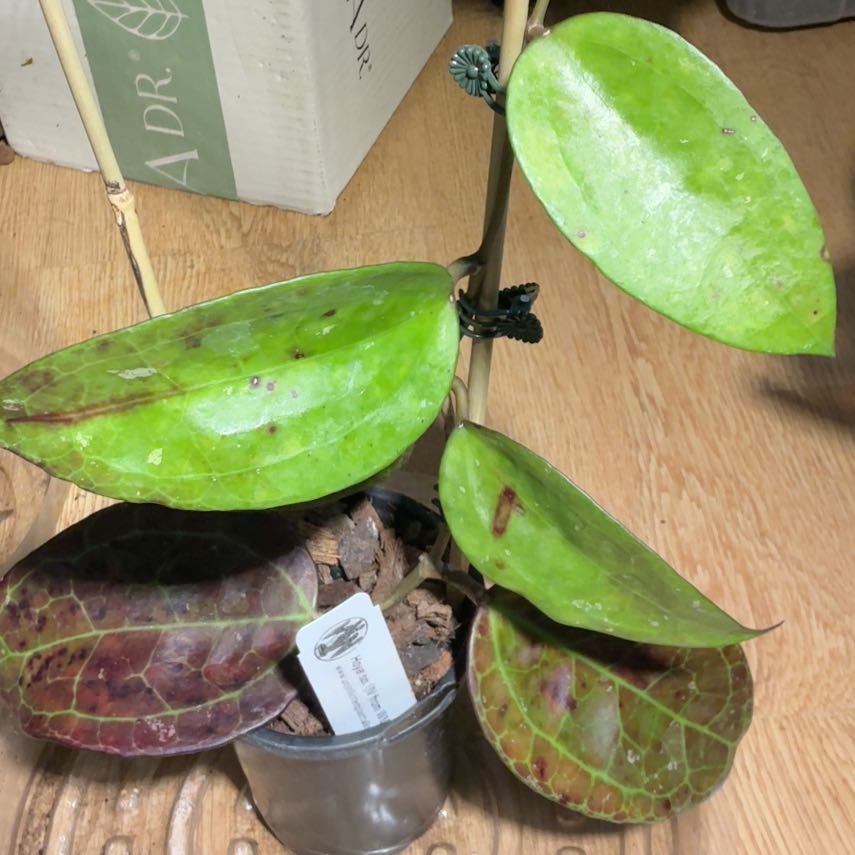 Photo of the plant species Cat Greenbrier by @Arid_oasis named Cleopatra (Hoya sp IV from WMZ) on Greg, the plant care app