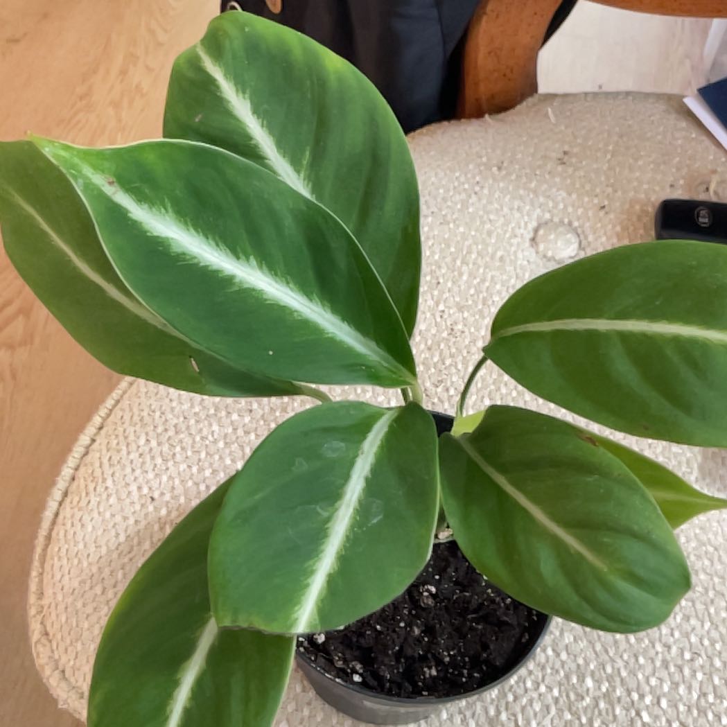 Photo of the plant species Silver Streak Peace Lily by @Arid_oasis named Remington on Greg, the plant care app