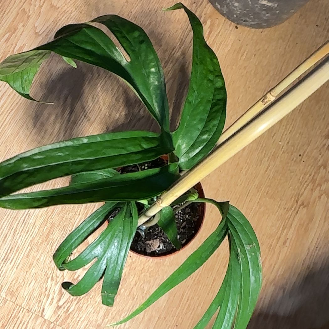 Photo of the plant species zippelianum by @Arid_oasis named Led Zeppelin on Greg, the plant care app