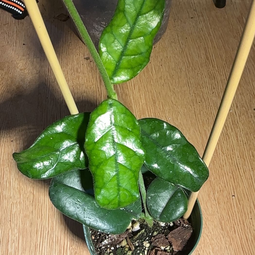 Photo of the plant species Hoya globulosa by @Arid_oasis named Globeiella on Greg, the plant care app