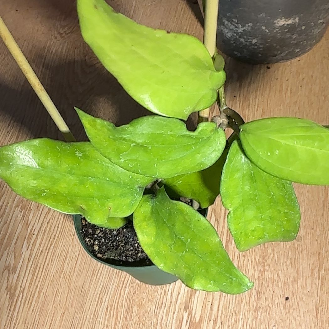 Photo of the plant species Hoya cinnamomifolia by @Arid_oasis named Cinnamon Girl on Greg, the plant care app