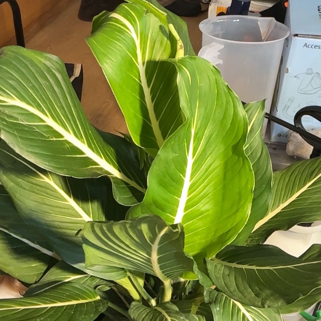 Photo of the plant species Sterling Dieffenbachia by @Arid_oasis named Sahara on Greg, the plant care app