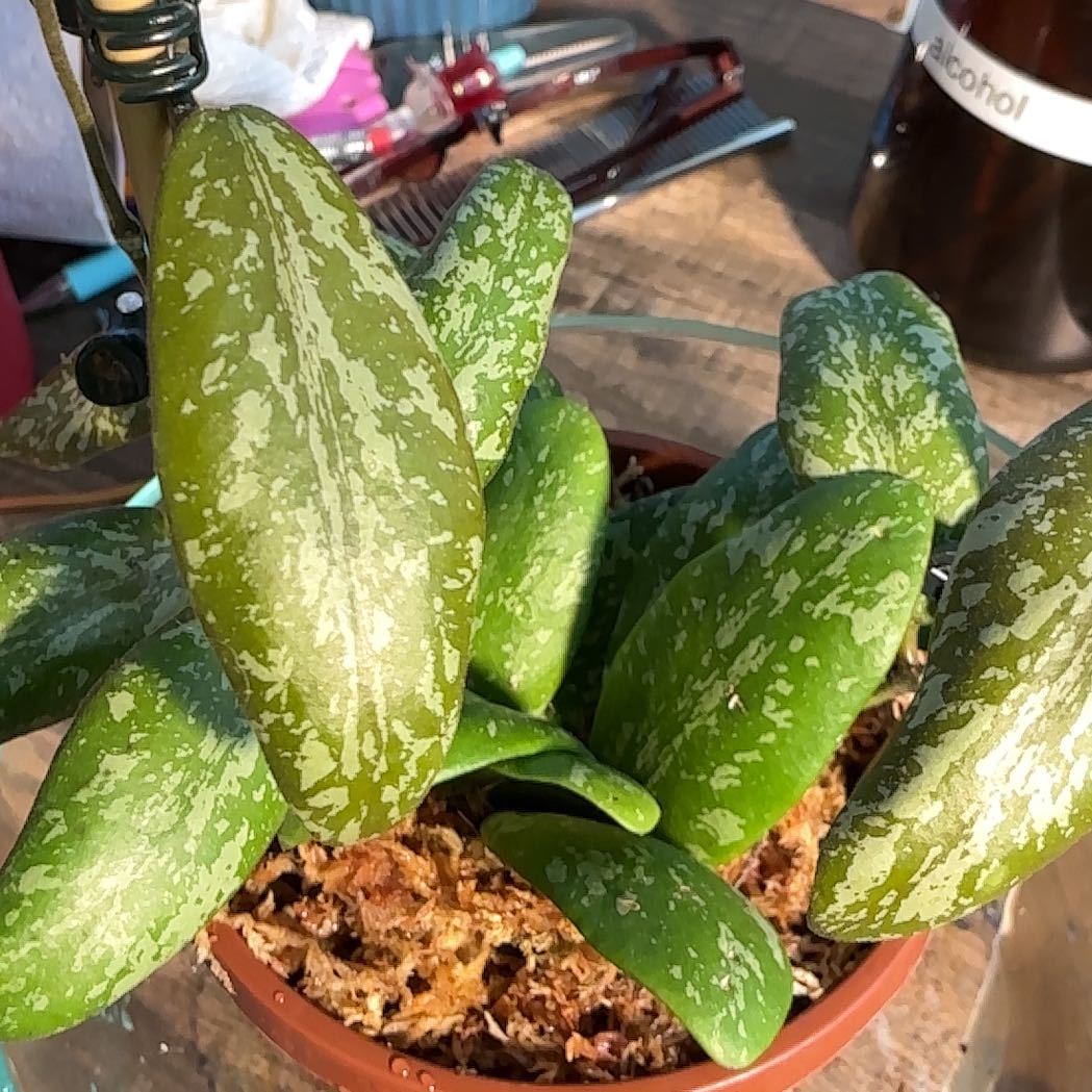 Photo of the plant species Hoya Sigillatis Borneo by @Arid_oasis named Anne on Greg, the plant care app