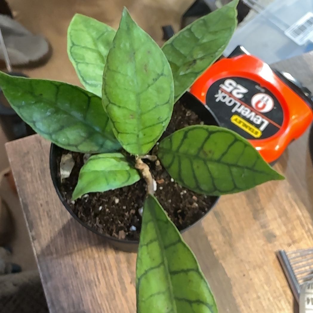 Photo of the plant species Hoya kalimantan by @Arid_oasis named Sister Carrie on Greg, the plant care app