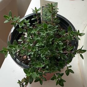 Photo of the plant species English Thyme by @Arid_oasis named Mando on Greg, the plant care app