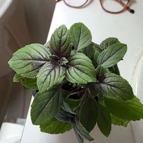Photo of the plant species African Blue Basil by @Arid_oasis named Maya on Greg, the plant care app
