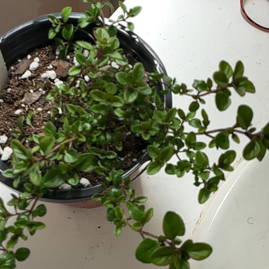 Photo of the plant species Pizza Thyme by @Arid_oasis named Zion on Greg, the plant care app