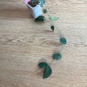 Photo of the plant species Hoya thomsonii pink by @Arid_oasis named Harmony on Greg, the plant care app