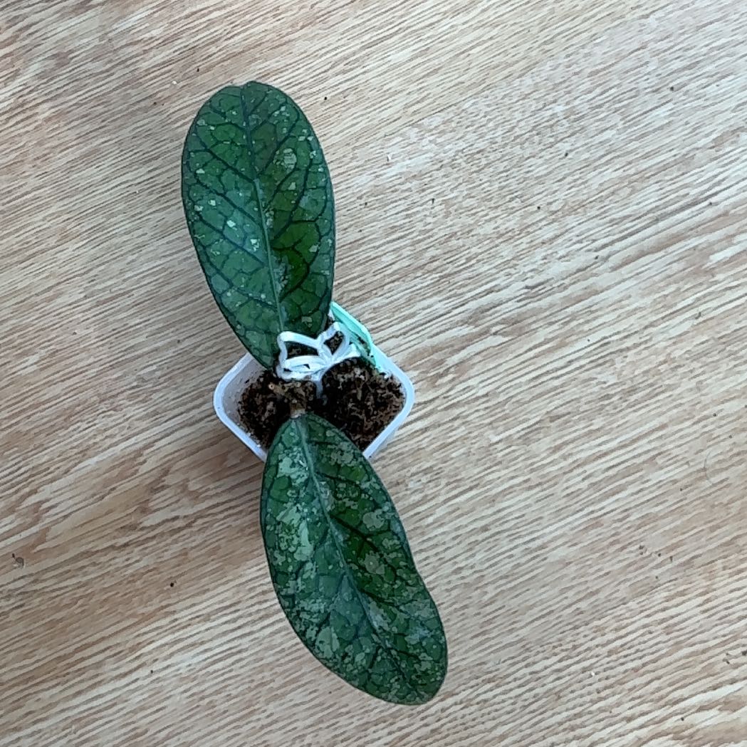 Photo of the plant species Hoya Tanggamus by @Arid_oasis named Tolkien on Greg, the plant care app