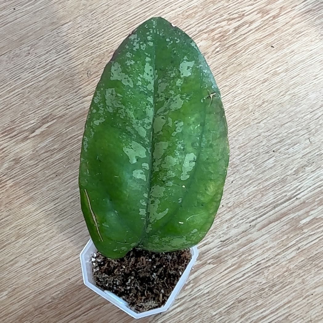 Photo of the plant species Hoya Joy by @Arid_oasis named Willow on Greg, the plant care app