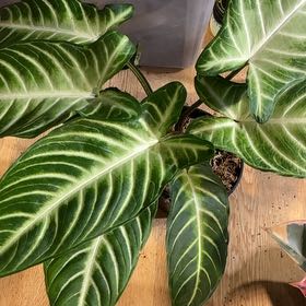 Photo of the plant species Xanthosoma by @Arid_oasis named Linda (Phyllotaenium lindenii) on Greg, the plant care app