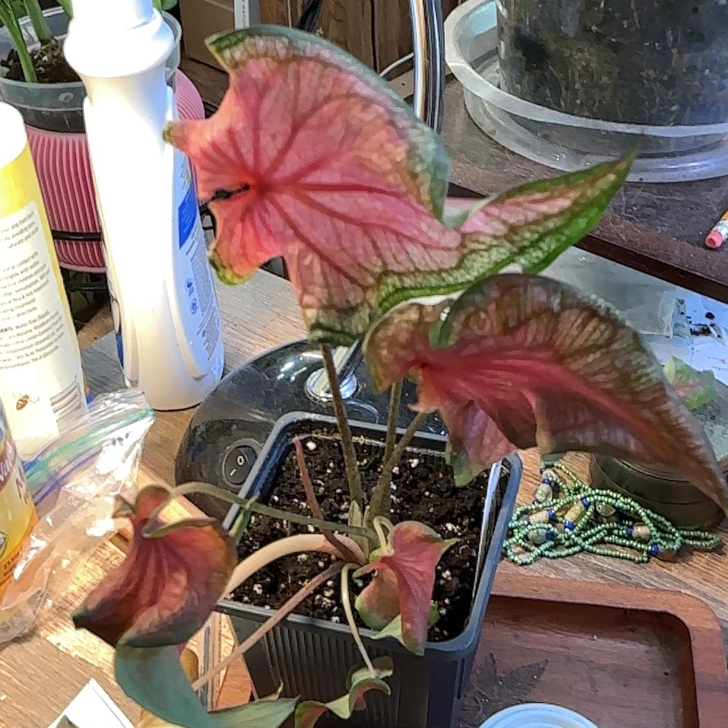 Photo of the plant species Caladium 'Pink' by @Arid_oasis named McKinley on Greg, the plant care app