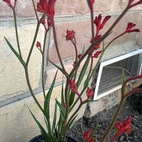 Photo of the plant species Red Kangaroo Paw by @SuperSwampdock named McKinley on Greg, the plant care app